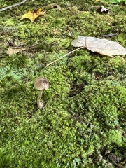 Entoloma