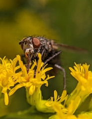 Oestroidea