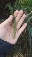 Tmesipteris tannensis