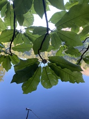 Magnolia