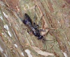 Pompilidae