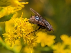 Oestroidea