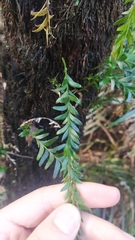 Tmesipteris tannensis