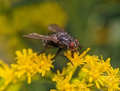 Oestroidea