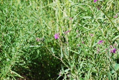 Mirabilis ovata