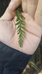 Tmesipteris tannensis