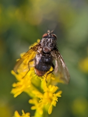Oestroidea