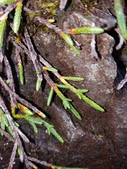 Cassiope lycopodioides