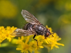 Oestroidea