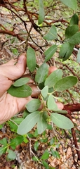 Arctostaphylos columbiana