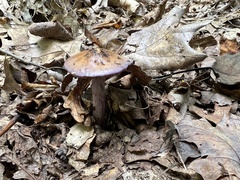 Cortinarius splendidus