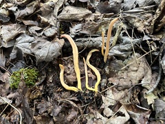 Clavulinopsis appalachiensis