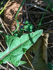 Therion circumflexum