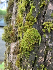 Syntrichia latifolia