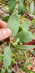 Arctostaphylos columbiana