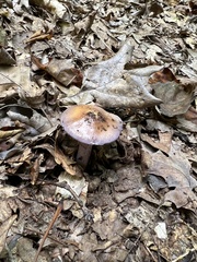 Cortinarius splendidus