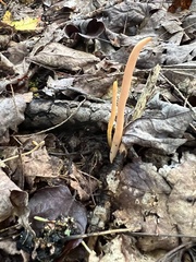 Clavulinopsis appalachiensis