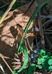 Therion circumflexum