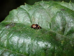 Deraeocoris lutescens