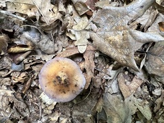 Cortinarius splendidus
