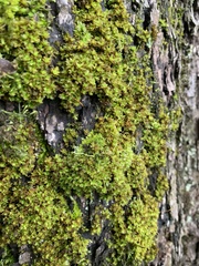 Syntrichia latifolia