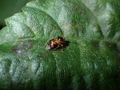 Deraeocoris lutescens