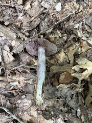Cortinarius splendidus