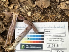 Cortinarius splendidus