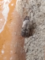 Taygete attributella