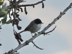 Curruca melanocephala