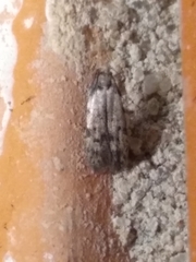 Taygete attributella