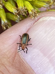 Microrhopala vittata