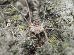 Phalangium opilio