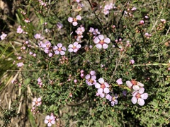 Euryomyrtus ramosissima