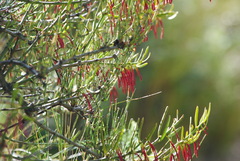 Loranthaceae
