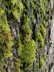 Syntrichia latifolia