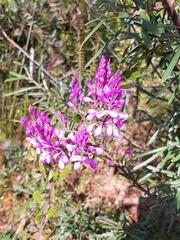 Comesperma ericinum