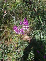 Comesperma ericinum