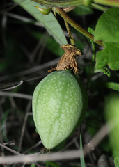 Passiflora bryonioides