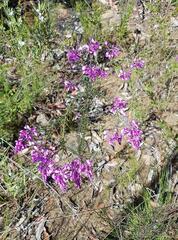 Comesperma ericinum