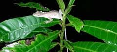 Anolis gaigei