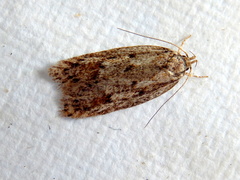 Acantholena siccella