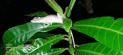 Anolis gaigei