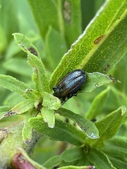 Microrhopala vittata