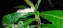 Anolis gaigei