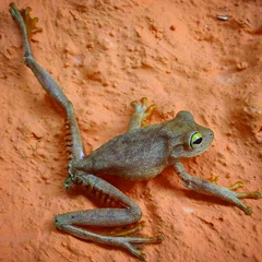 Boana platanera