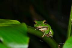 Zhangixalus prasinatus