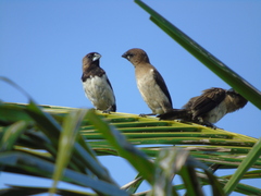 Lonchura leucogastroides