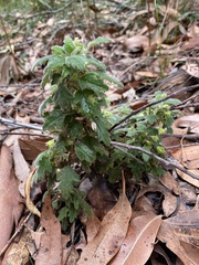 Xanthosia pilosa