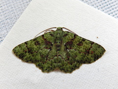 Aeolochroma hypochromaria